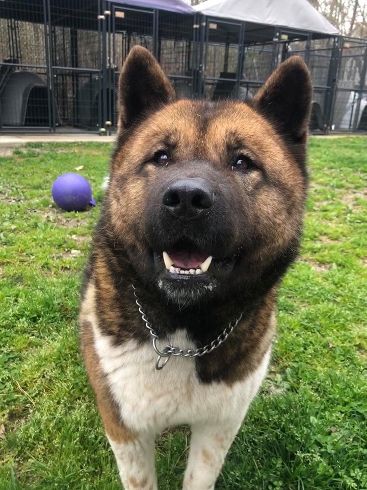 Bear akita rescue sales